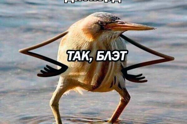 Kraken 13 at com