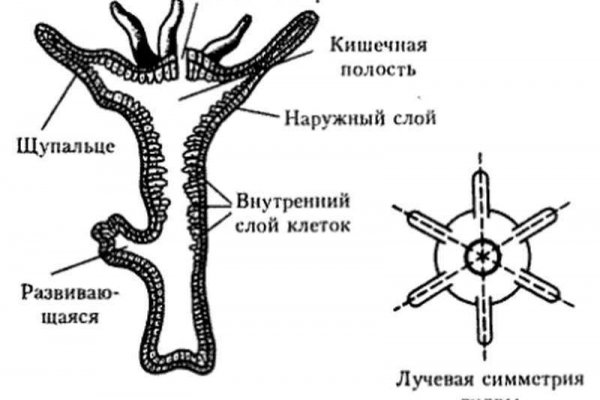 Кракен невозможно зарегистрировать пользователя