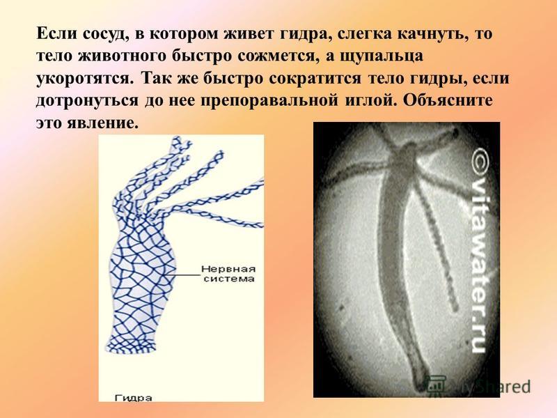 Кракен меф